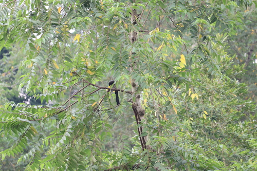 Gray Treepie