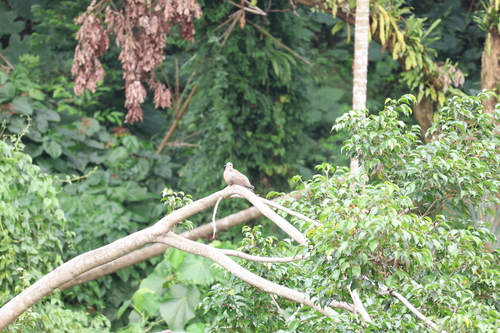 Spotted Dove