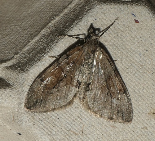 Grey Pine Carpet