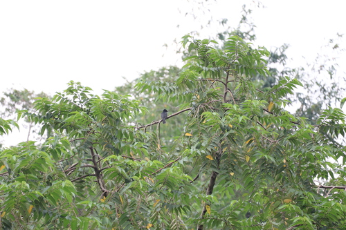 Black Bulbul