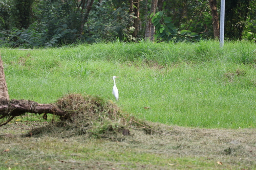 Eastern Cattle-Egret