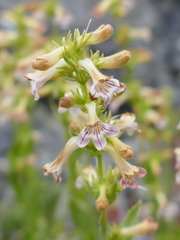 Penstemon deustus