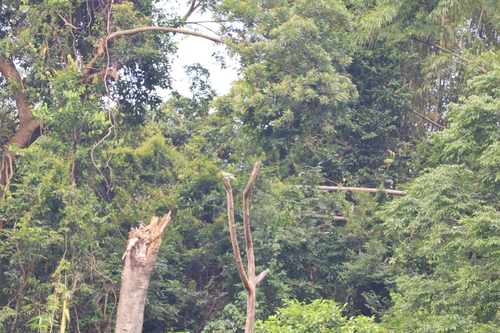 White-bellied Green-Pigeon