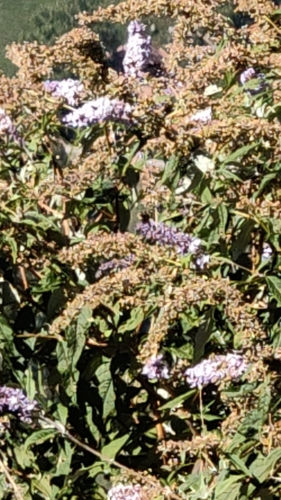 Butterfly bush