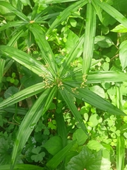 Cyperus albostriatus