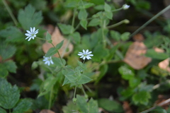 Stellaria aquatica, photograph author not stated, no rights reserved
