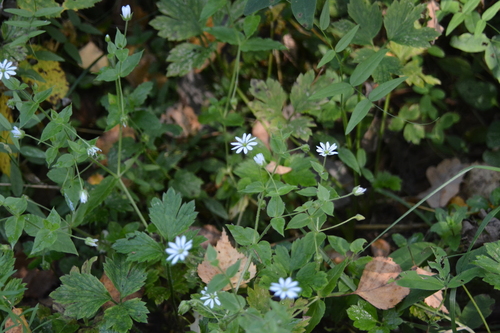 Stellaria aquatica, photograph 4