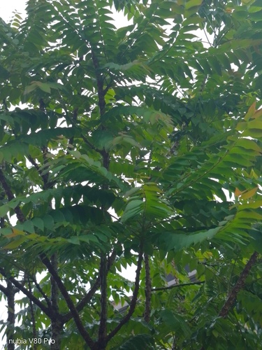 Bilimbi