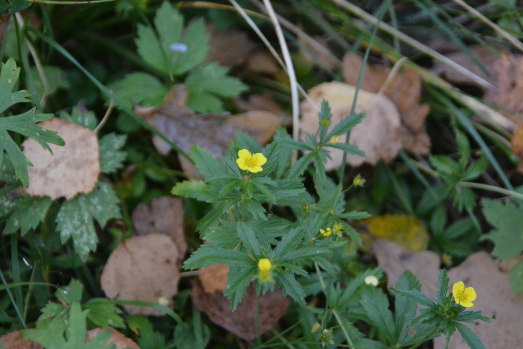 Potentilla erecta; photograph author not stated, no rights reserved