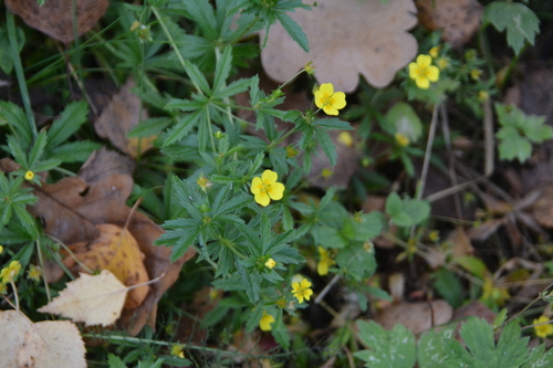 Potentilla erecta, photograph 3