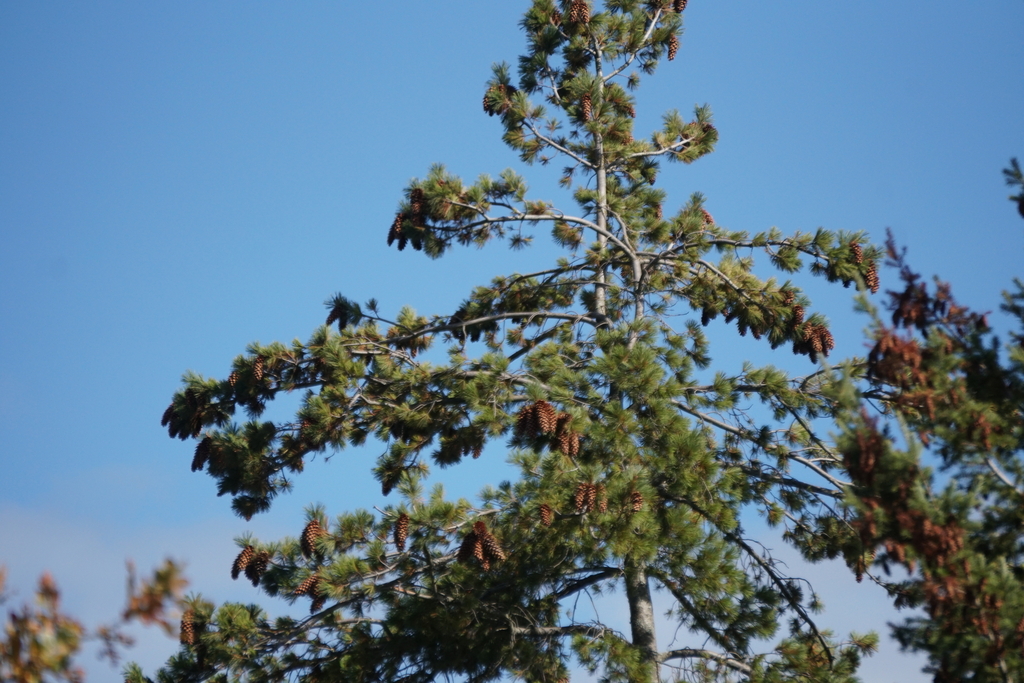Pinus monticola; photograph (c) Murray McGoogan, some rights reserved (CC BY)