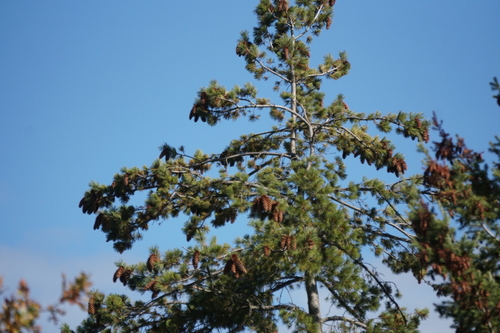Pinus monticola