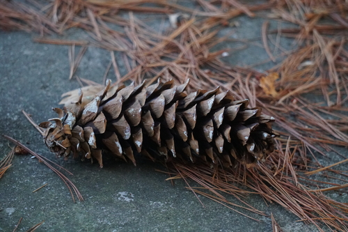 Pinus monticola, photograph 1
