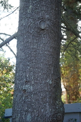 (c) Murray McGoogan, some rights reserved (CC BY) Pinus monticola, photograph (c) Murray McGoogan, some rights reserved (CC BY)