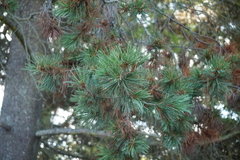 (c) Murray McGoogan, some rights reserved (CC BY) Pinus monticola, photograph (c) Murray McGoogan, some rights reserved (CC BY)