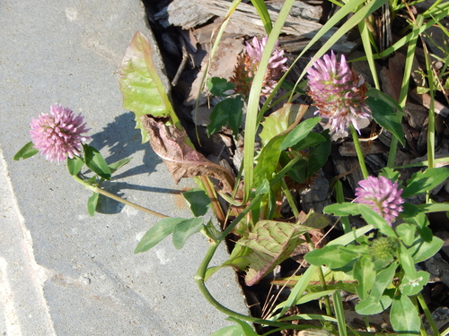 Red Clover