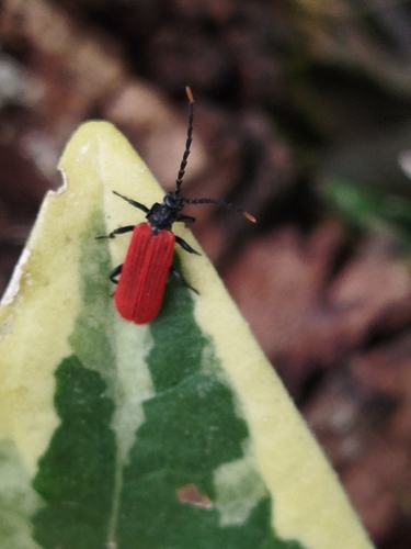 Platycis minutus