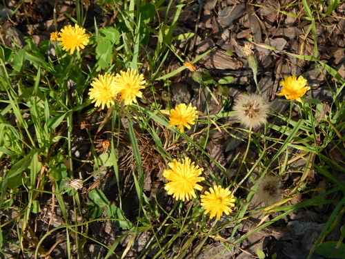 Autumn Hawkbit