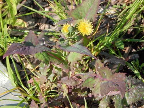 Common Sow-thistle