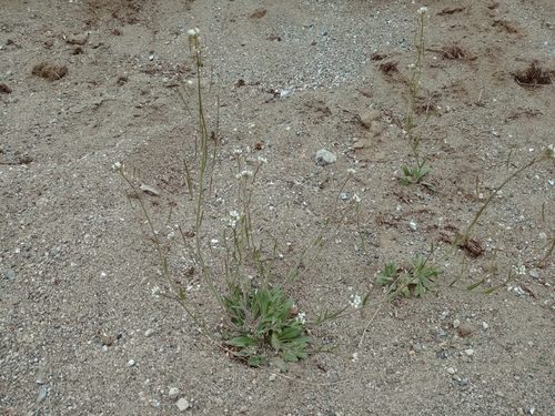 Image of Arctic False Fissurewort (Crucihimalaya bursifolia) by (c) Syd Cannings, some rights reserved (CC BY)