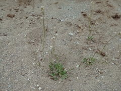Crucihimalaya bursifolia