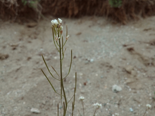 Image of Arctic False Fissurewort (Crucihimalaya bursifolia) by (c) Syd Cannings, some rights reserved (CC BY)
