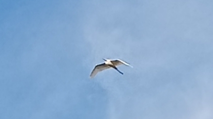 Great Egret