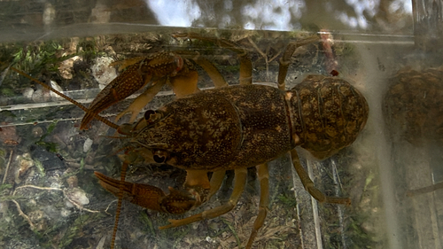 Korean Crayfish