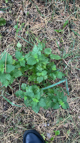 Black horehound