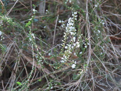 Epacris microphylla