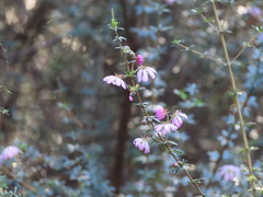 Bauera rubioides, photograph (c) ian_mcallan, some rights reserved (CC BY)