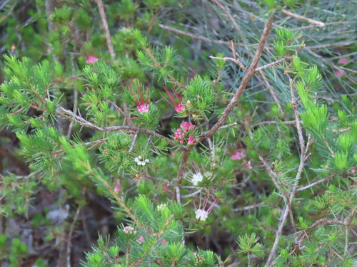 Darwinia fascicularis, photograph 1