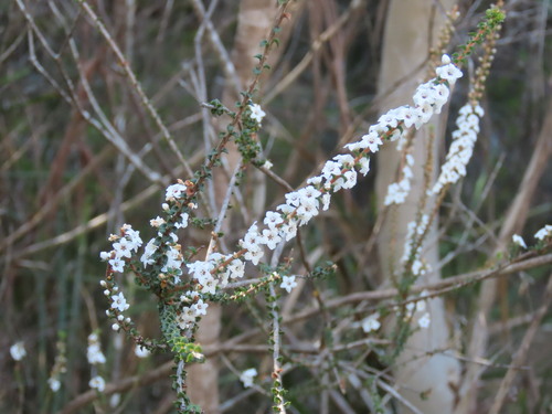 Epacris microphylla, photograph 1