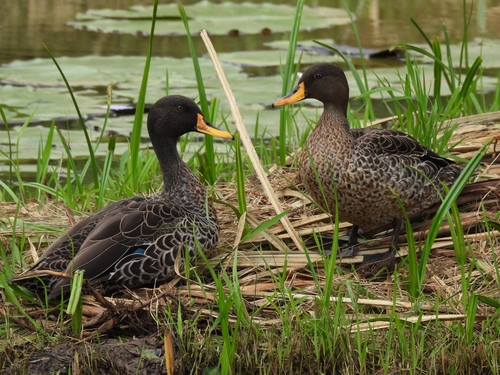 Yellow-billed Duck