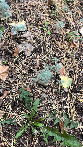 Austrian Mugwort