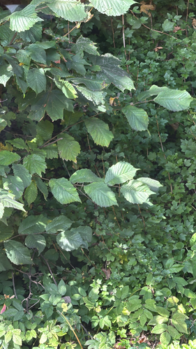 Ulmus glabra