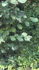 Ulmus glabra