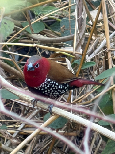 Red-throated Twinspot