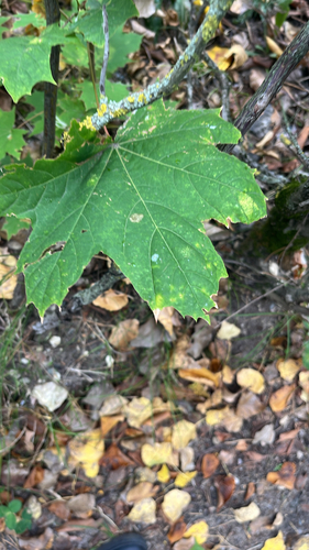 Norway maple