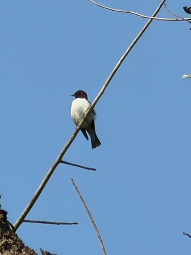 Violet-backed Starling