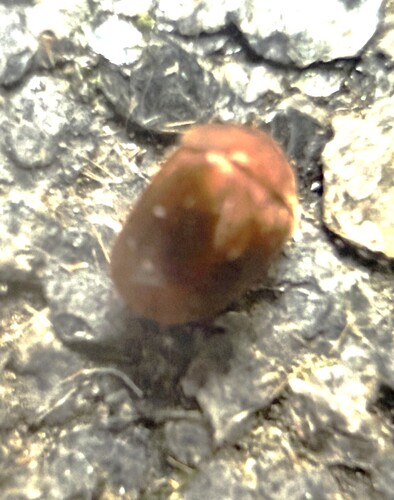 Cychramus luteus