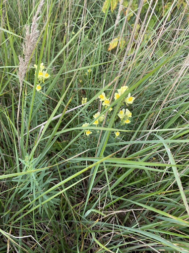 common toadflax