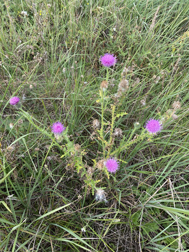 Broad-winged Thistle