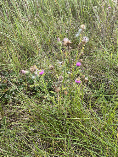 Carduus acanthoides, photograph 6