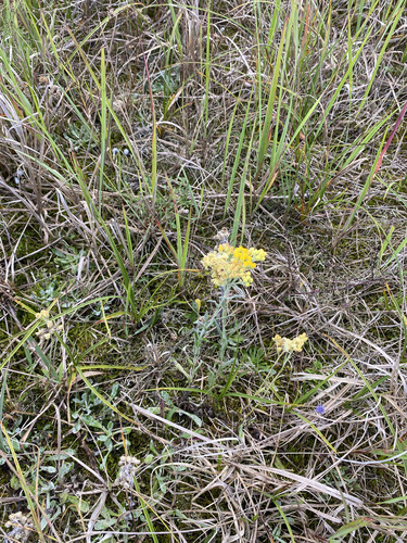 Dwarf Everlasting