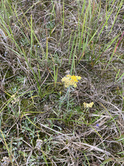 Helichrysum arenarium, photograph author not stated, no rights reserved