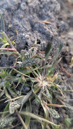 Sporobolus alopecuroides, 2026-09-18