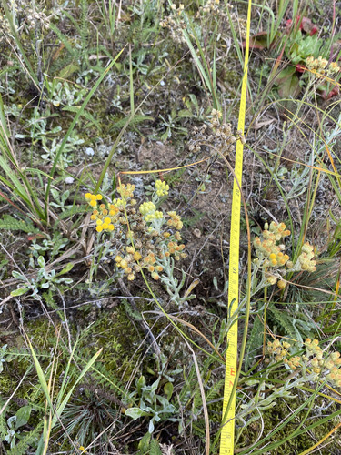 Helichrysum arenarium, photograph 2
