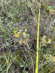 Helichrysum arenarium, photograph author not stated, no rights reserved