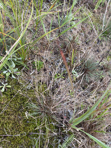 Gray Hairgrass